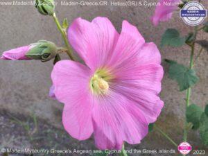 MadeinMycountry-MadeinMycountryNature-Flowers-Wildlife-MadeinMycountryNET-SayMadein2win-MadeinMycountryGR-Greece-Cyprus-Hellas